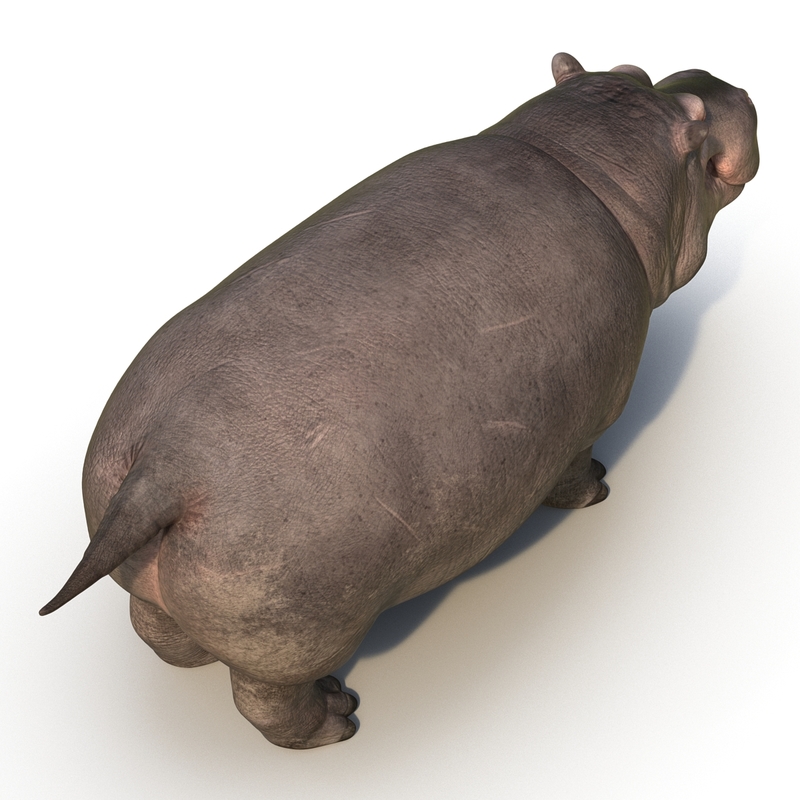3d model hippopotamus hippo