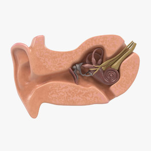 3ds ear anatomy
