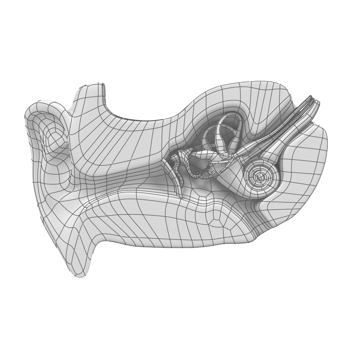 Modello 3d Anatomia Dellorecchio Turbosquid 1020809