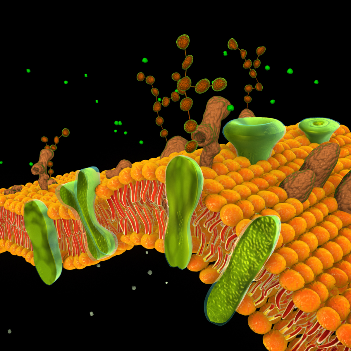 cell membrane 3d model