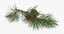 pine tree 02 3d model