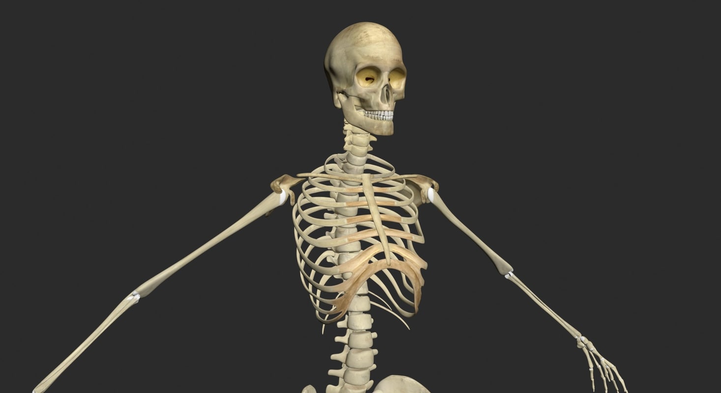 3d Model Female Skeleton