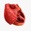3ds human heart medically accurate