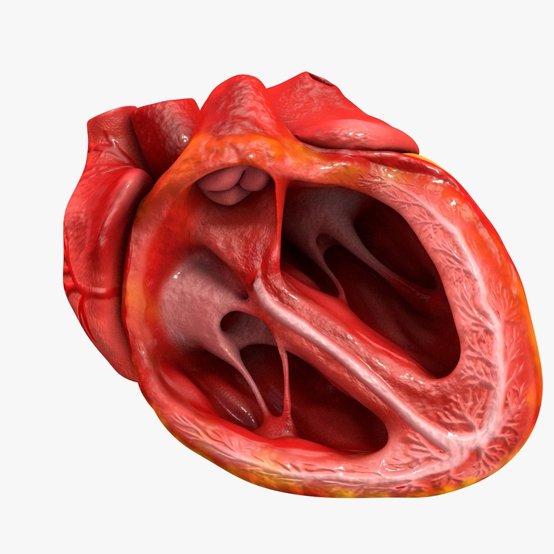 human heart 3d drawing