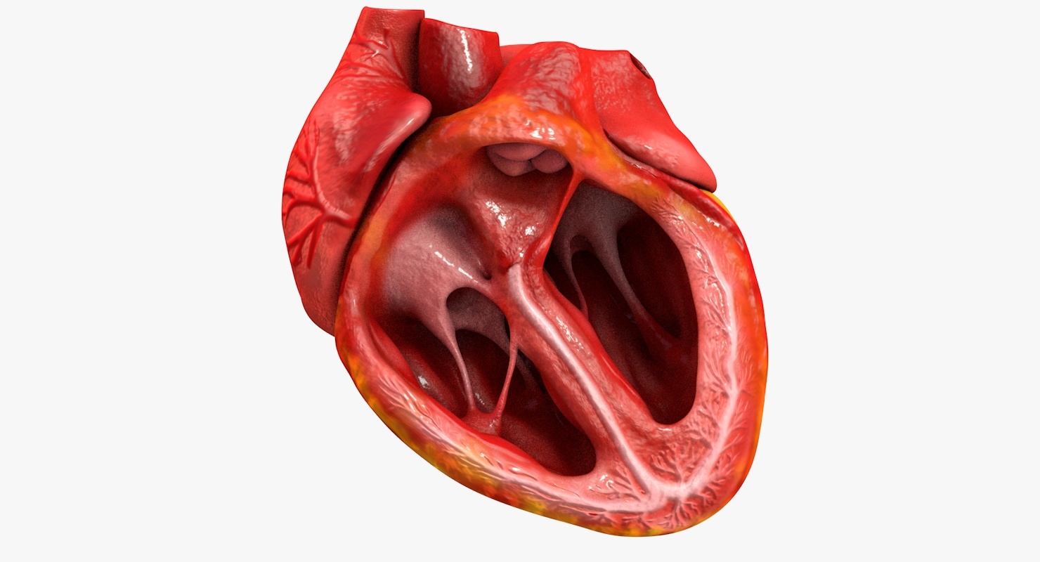 动画逼真的人类心脏 - 医学上准确3D模型 - TurboSquid 1021860