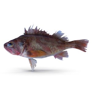 3d model rockfish rock fish