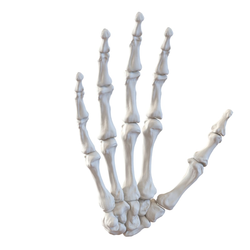 3d model human hand bones