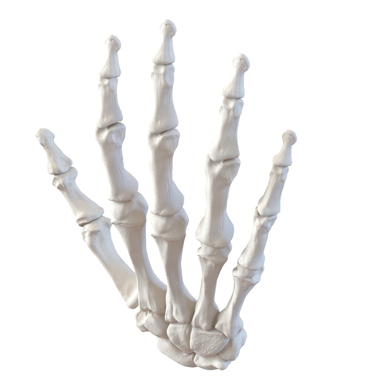 3d model human hand bones