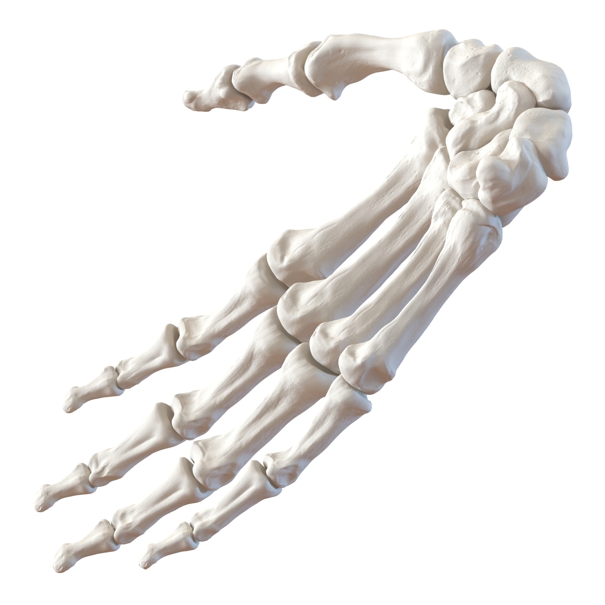 Hand bone. Кость кисти сбоку. Скелет руки. Скелет ладони. Человеческая рука кости.