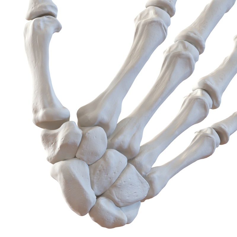 3d model human hand bones