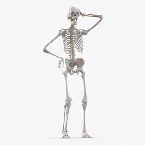 human male skeleton rigged 3d model