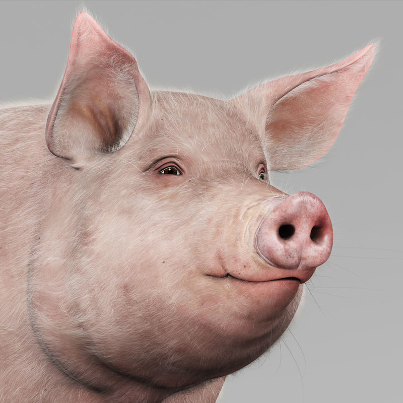 3d-model-pig-adult-female-fur