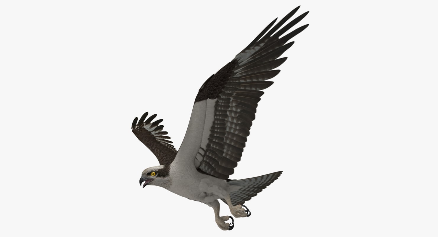 pandion haliaetus osprey animation 3d ma