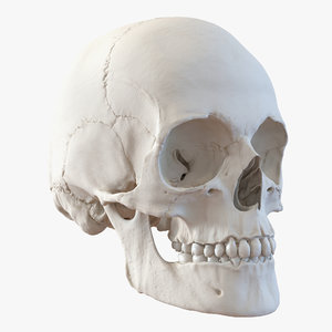 3d female human skull