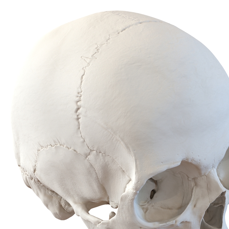 3d female human skull