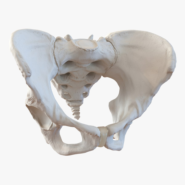 3D Pelvis Models | TurboSquid