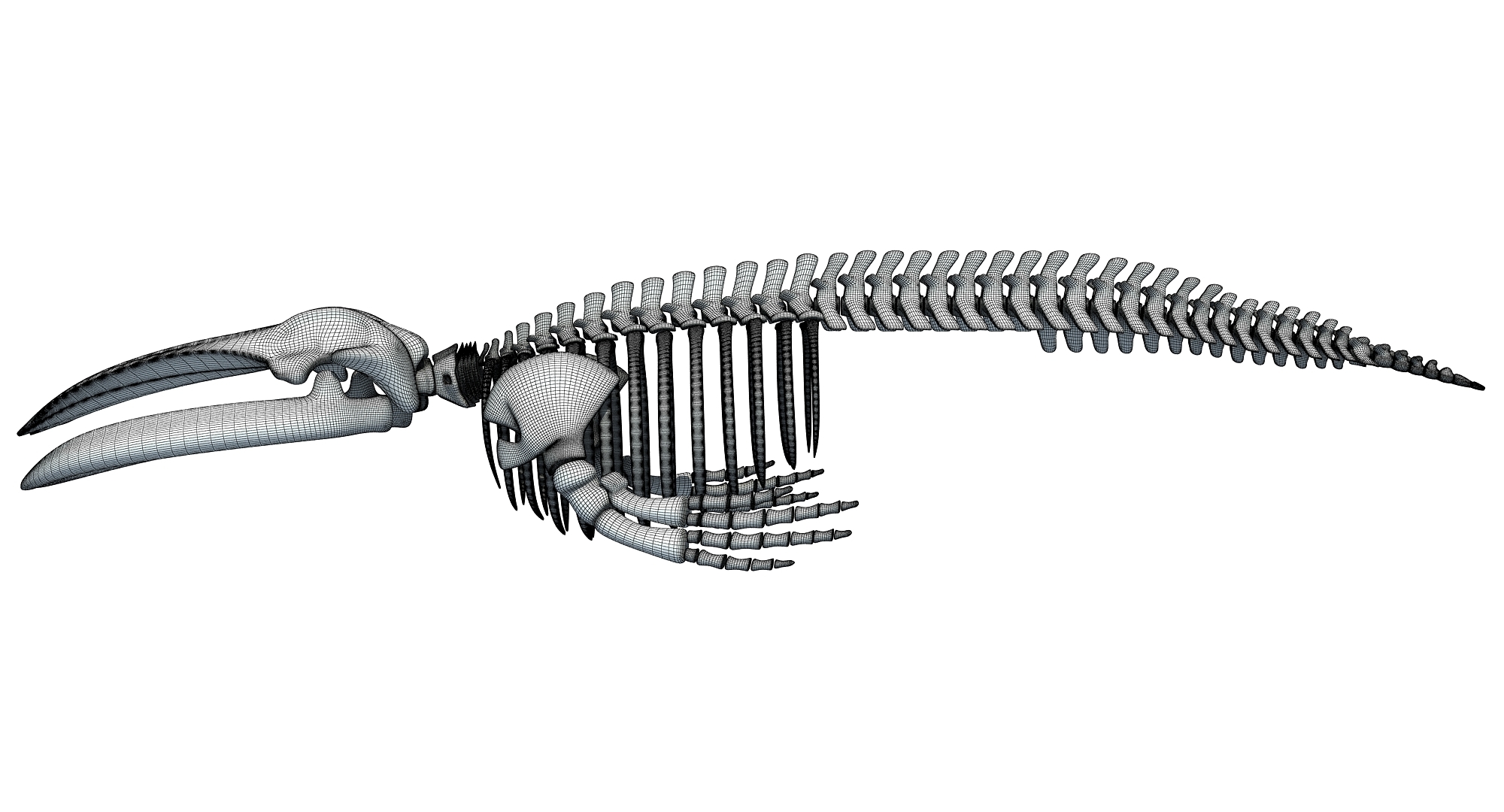 Blue Whale Skeleton Max