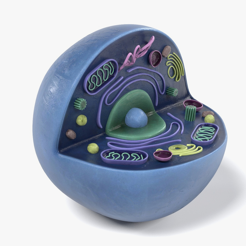 human cell 3d model