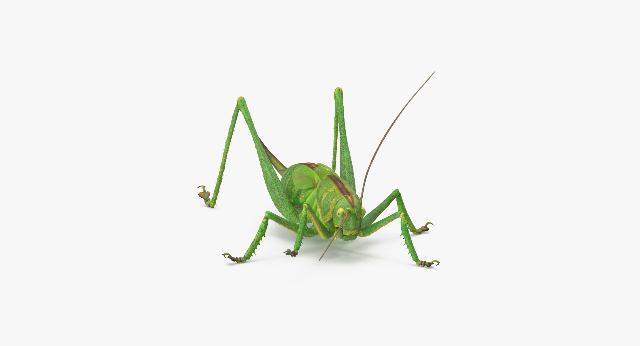 3d standing grasshopper model