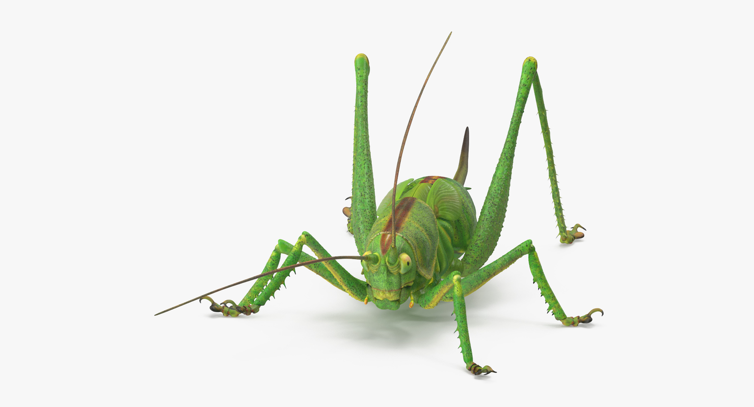 3d standing grasshopper model