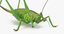 3d standing grasshopper model