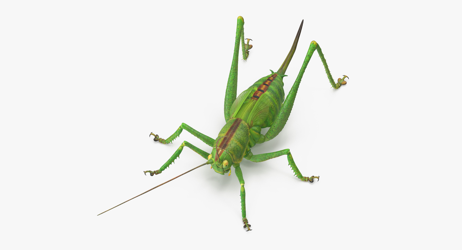 3d standing grasshopper model