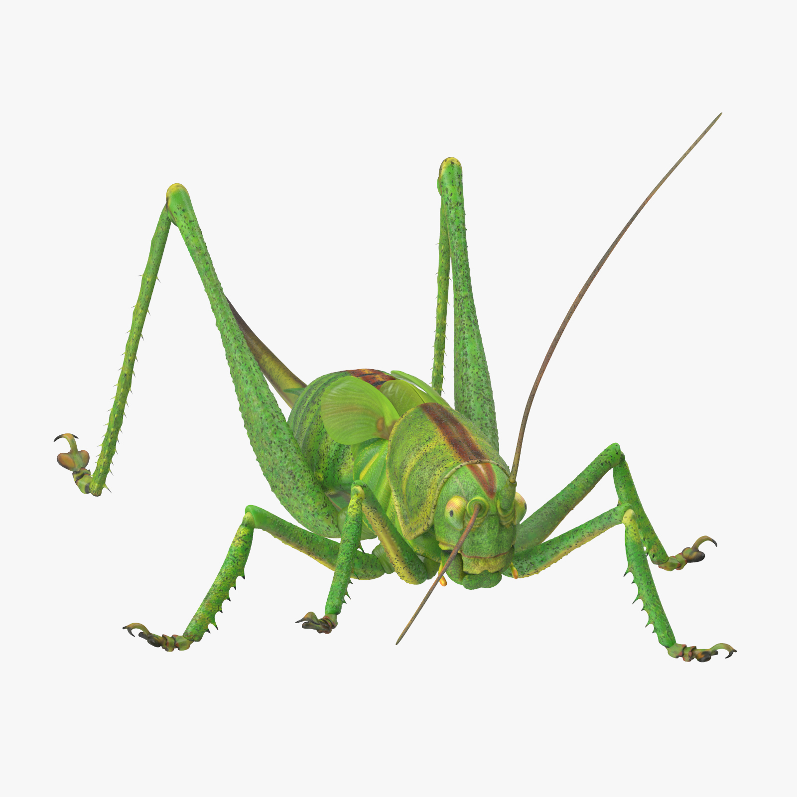 3d standing grasshopper model