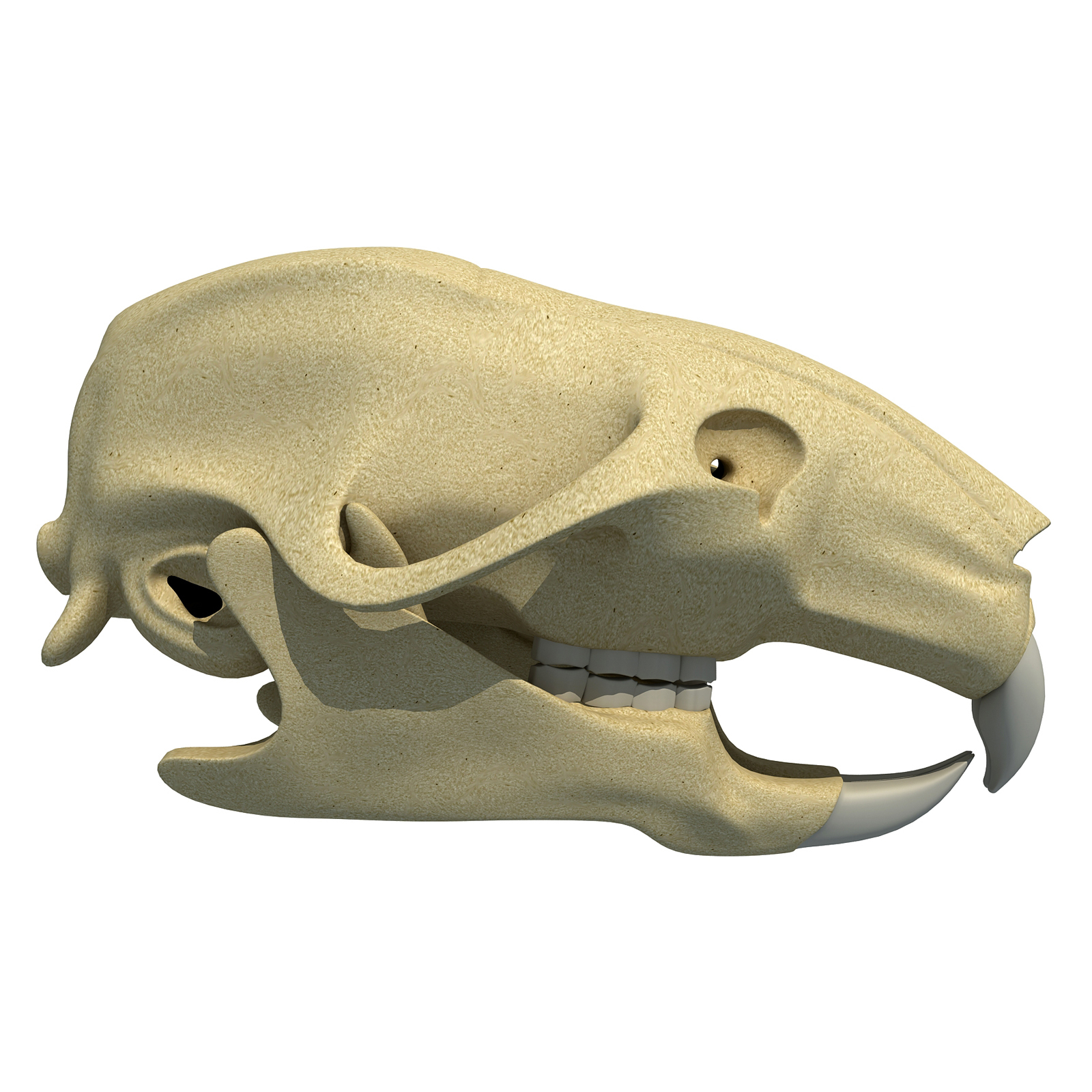 Rat Skull Obj