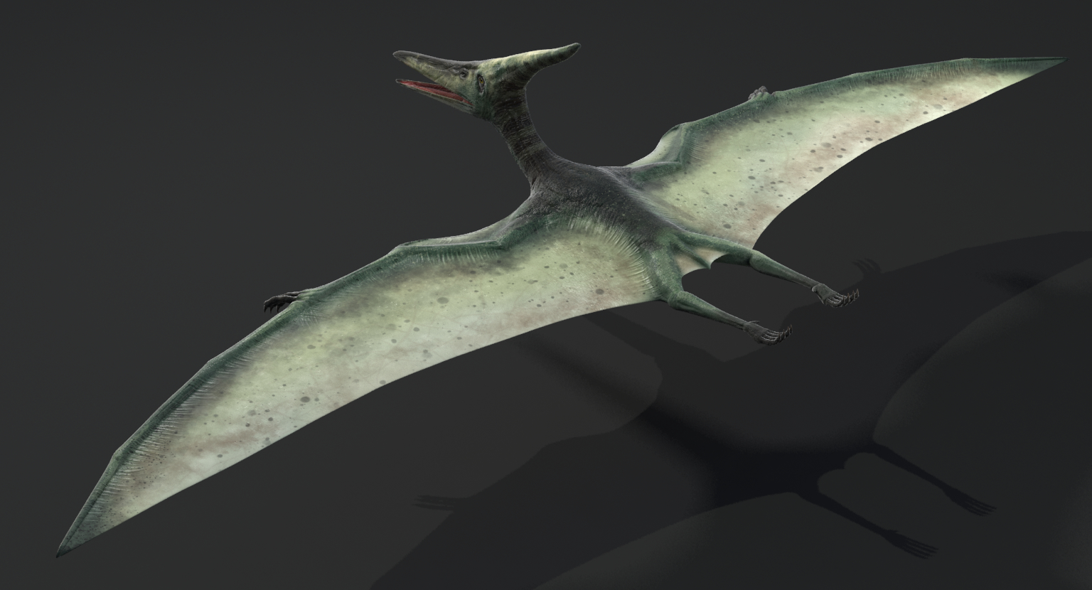 无齿翼龙3d模型