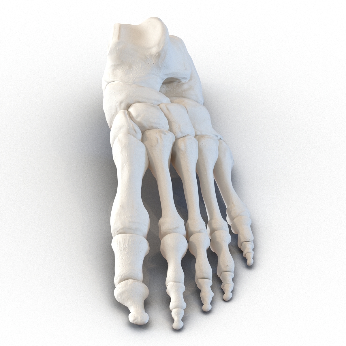 human foot bones 3d model