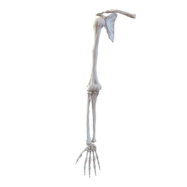 human arm bones 3d model