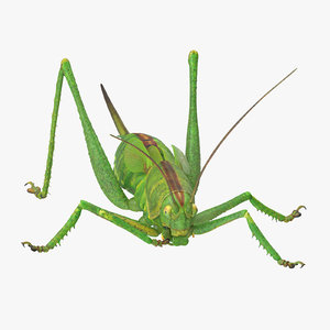 eating grasshopper 3d model