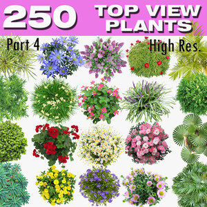 TOP VIEW PLANTS