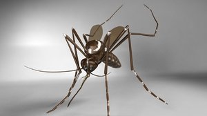 3d aedes aegypti mosquito