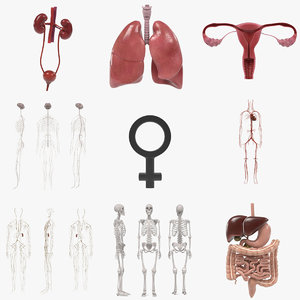 female organs 3ds