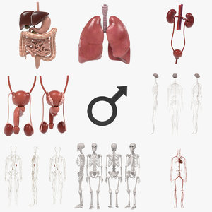 3d model of male organs