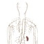 3d model of male organs