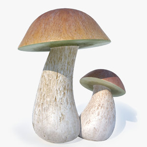 mushroom cep max