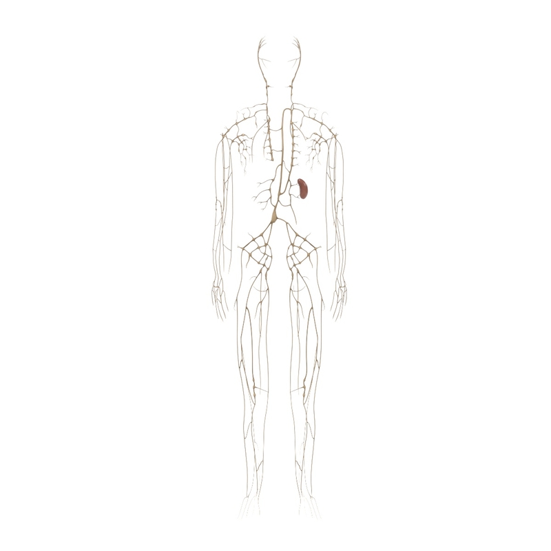 3d anatomy human model Biology Diagrams