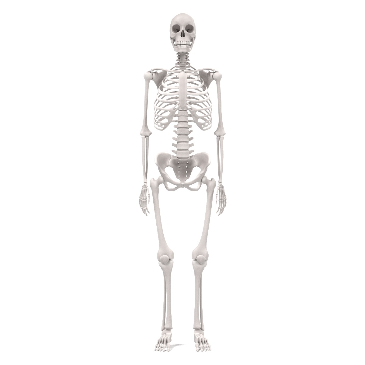 3d anatomy human model Biology Diagrams