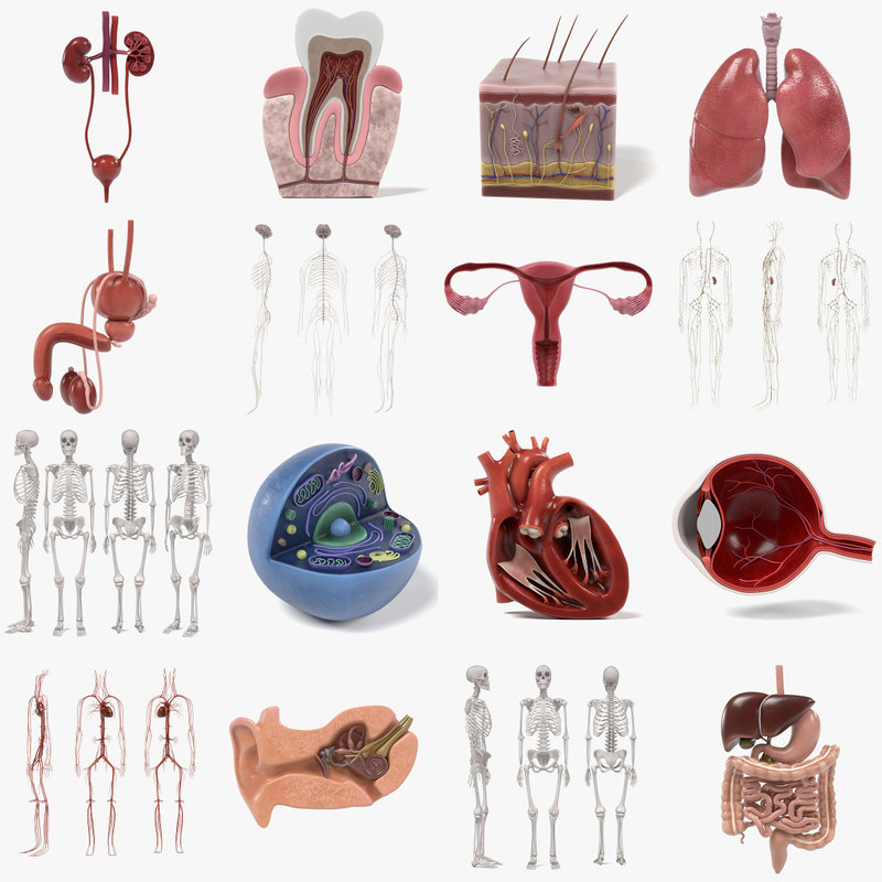 3d anatomy human model Biology Diagrams
