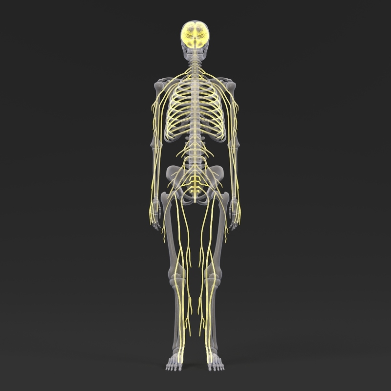 3d anatomy human model Biology Diagrams