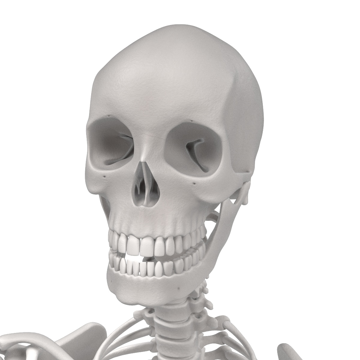 人体解剖学3d模型