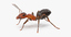 3d rigged ant - model