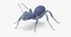 3d rigged ant - model
