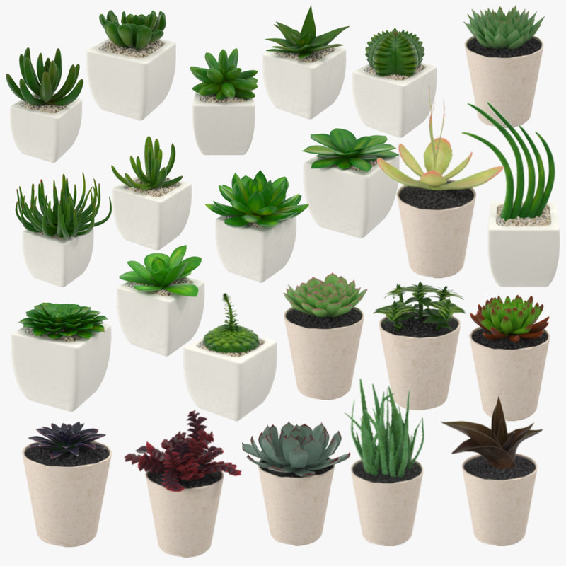 23 succulents 3d  model 