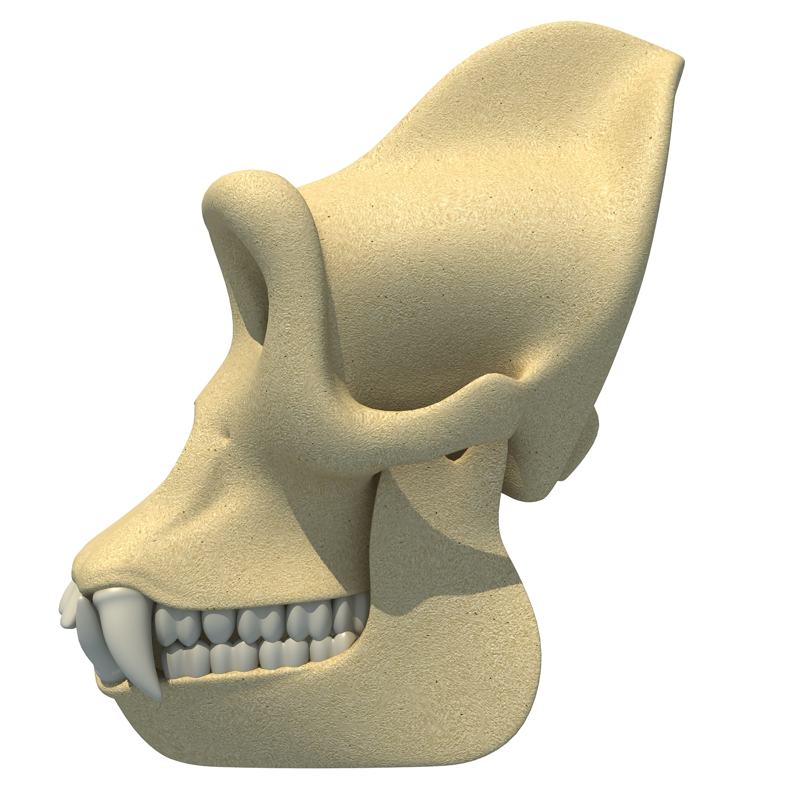 gorilla skull skeleton 3d 3ds