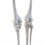 female lower body skeleton obj