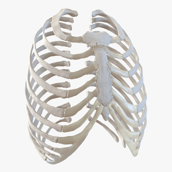 rib cage vertebra 3d 3ds