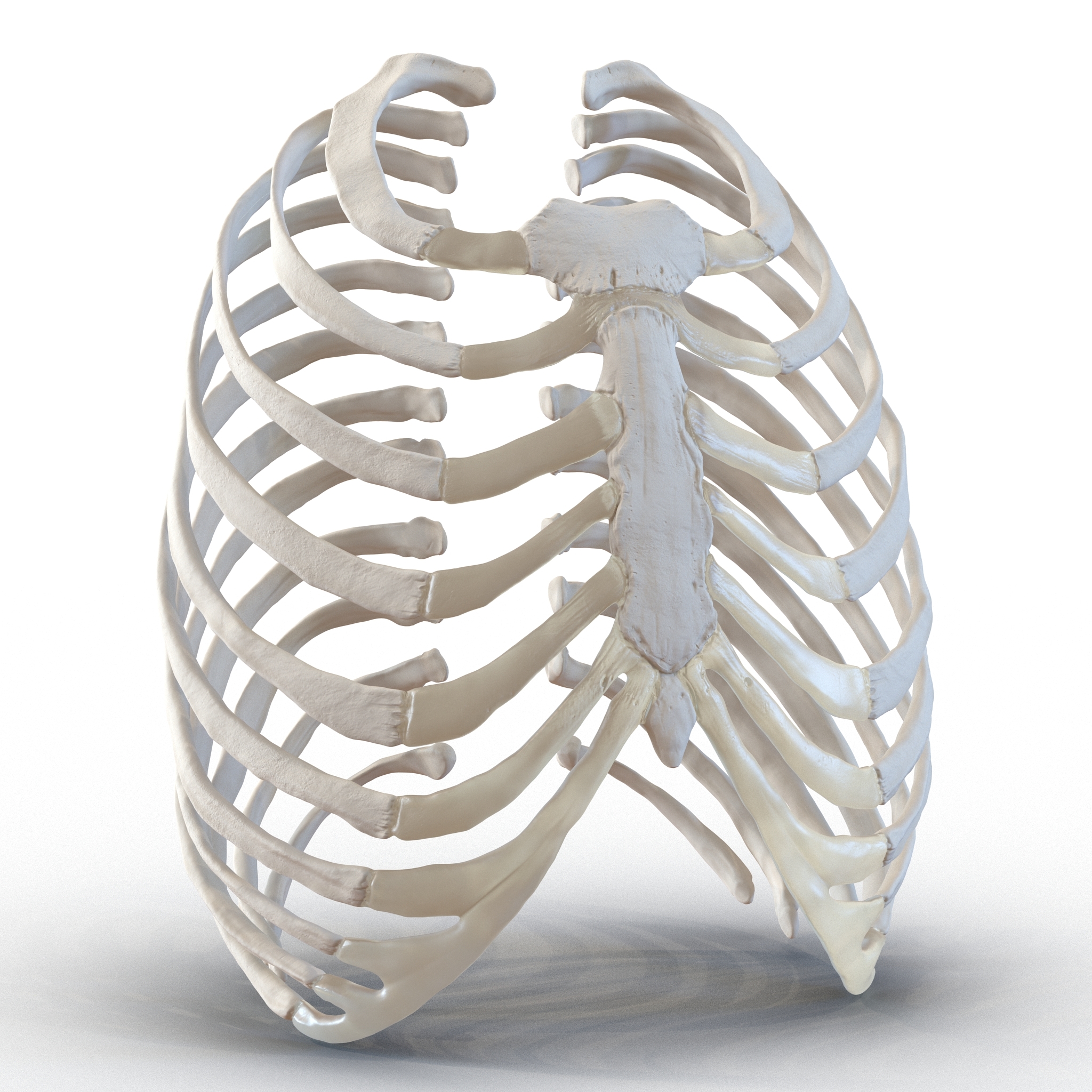 胸骨模型图图片